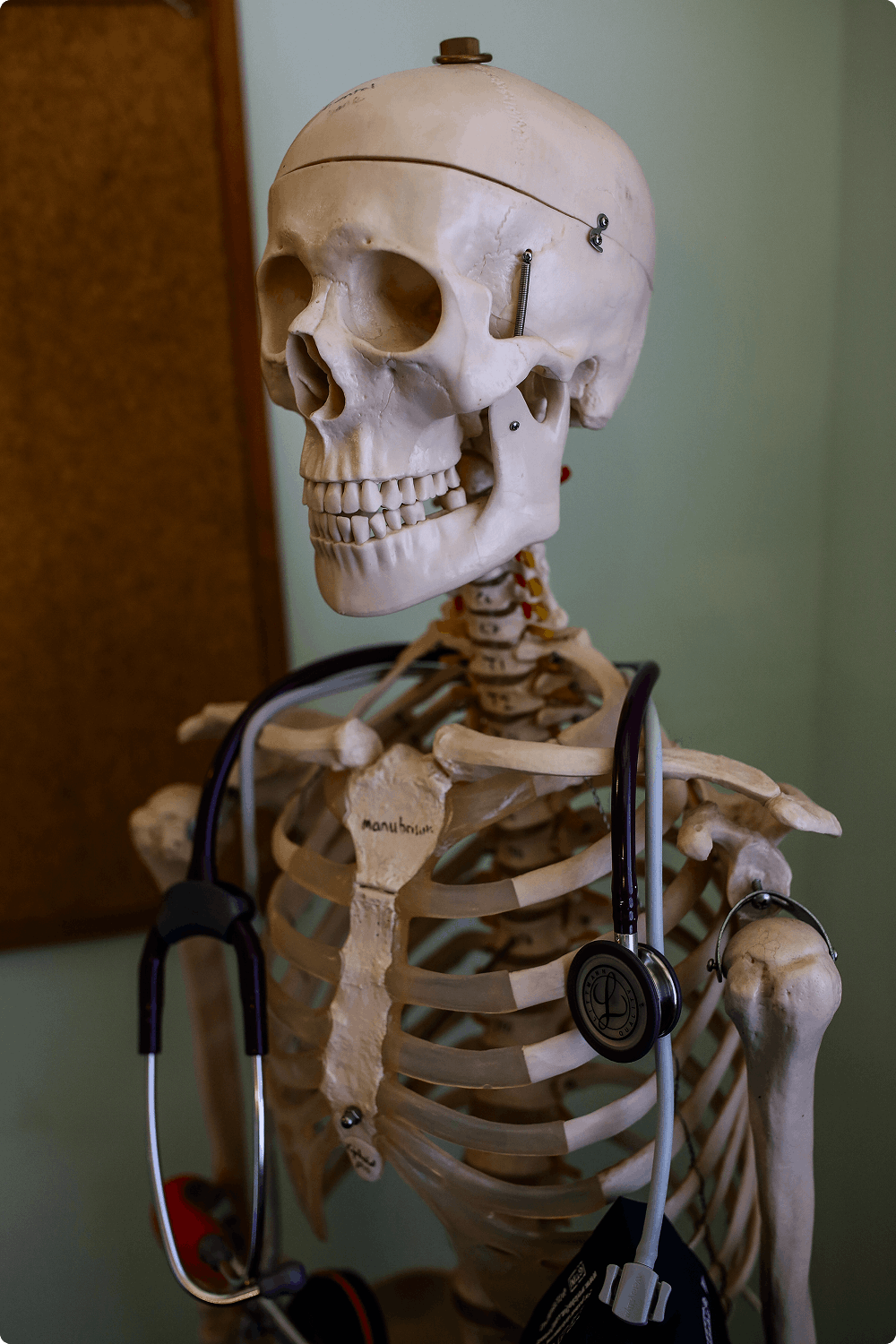 a model skeleton